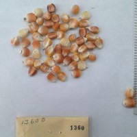 CIMMYTMA 1360 - Reference Inventory.jpg