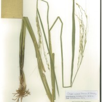 IRGC 89106 Herbarium