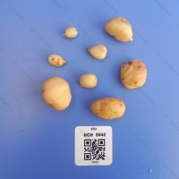 CIP 760331 Tuber