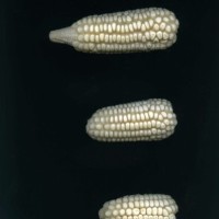 CIMMYTMA 27536 GUAT 1028 GD21B-6903-142 E1.jpg