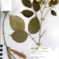 22393 herbarium