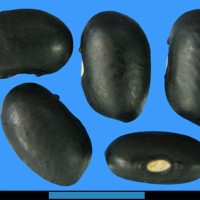G2457 seed.jpg