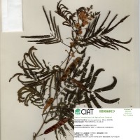20126 herbarium
