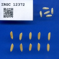 IRGC 12372 Seed Photo