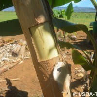 6.2.5 - Main underlying colour of the pseudostem (2018)