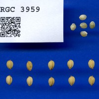 IRGC 3959 Seed Photo