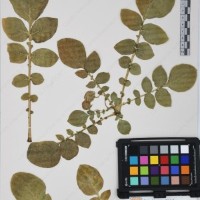 CIP 761456_OCH 12094_03.jpg