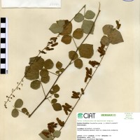 13390 herbarium