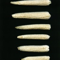 CIMMYTMA 7731 PUEB 522 BA24U-2903-207 C.jpg