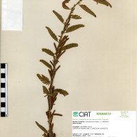 21313 herbarium