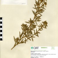 11251 herbarium