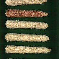 CIMMYTMA 2911 BRAZ 2954 AF22A-0903-158 C_compress.jpg