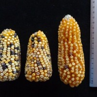 7-8100.JPG