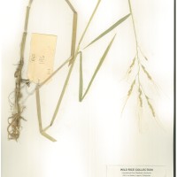 IRGC 104742 Herbarium