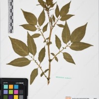 CIP 761070_OCHS 11297_11.jpg