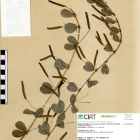 8987 herbarium