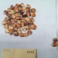 CIMMYTMA 2483 - Reference Inventory.jpg