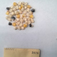 CIMMYTMA 3828 - Reference Inventory.jpg