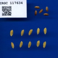 IRGC 117634 Seed Photo