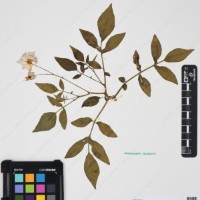 CIP 760259_HHCH 4562_08.jpg