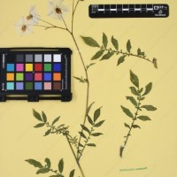 CIP 762631_OCHS 12596_04.jpg