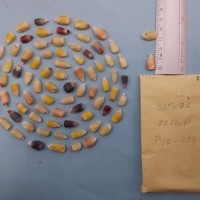 CIMMYTMA 7734 - Reference inventory.jpg