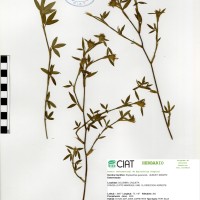 11716 herbarium