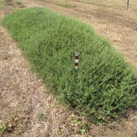 2982 plant