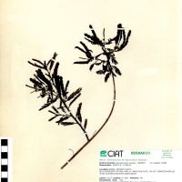 8925 herbarium