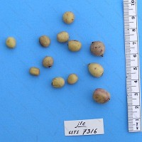 CIP 762935 Tuber
