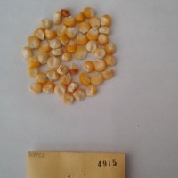 CIMMYTMA 4915 - Reference Inventory.jpg