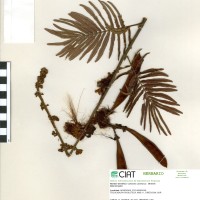 21420 herbarium