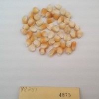 CIMMYTMA 4875 - Reference Inventory.jpg