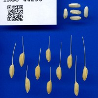 IRGC 44290 Seed Photo