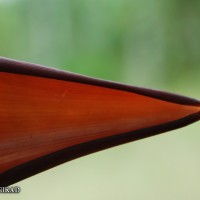 6.5.2 - Bract apex shape