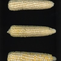 CIMMYTMA 27425 CHIS 839 TC20U 2903 59 E1490 _compress.jpg