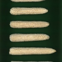 CIMMYTMA 272 GUAN 65 PV22A-1903-80 C3950 _compress.jpg