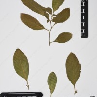 CIP 760537_HAM 205_02.jpg