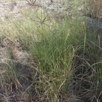 9163_Plant.jpg