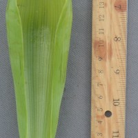 6.5.2 - Bract apex shape