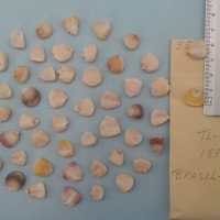 CIMMYTMA 5520 - Reference Inventory.jpg