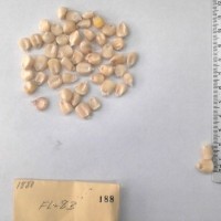 CIMMYTMA 188 - Reference Inventory.jpg