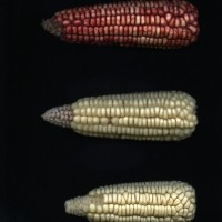 CIMMYTMA 938 NICA 110 AF18A-0903-82 E.jpg