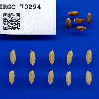 IRGC 70294 Seed Photo