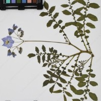 CIP 761831_OCH 13830_02.jpg