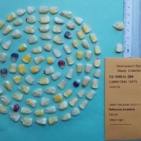 CIMMYTMA 18575.jpg