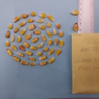 CIMMYTMA 7709 - Reference inventory.jpg