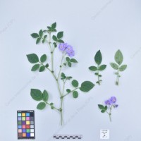 CIP 761001_OCHS 11911_spl_H_2024.jpg