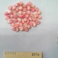 CIMMYTMA 3370 - Reference Inventory.jpg