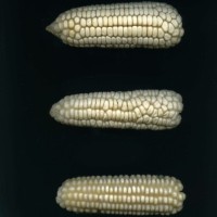 CIMMYTMA 27542 GUAT 1034 GD21B-6903-146 E1.jpg